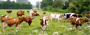 Fünf-Sterne-Restaurant für die Bollheim Kühe: eine Weide mit Wiesenkräutern und Kleegras. (© Michael Billig)